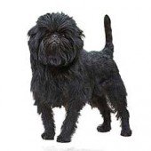 Photo of Affenpinscher