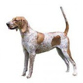 Photo of American English Coonhound