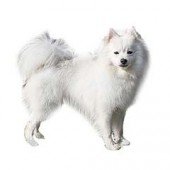 Photo of American Eskimo Dog