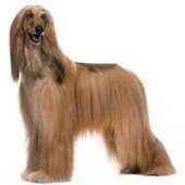 Photo of Afghan Hound