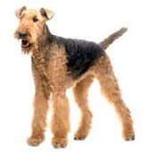 Photo of Airedale Terrier