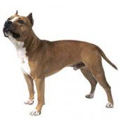 Photo of American Staffordshire Terrier