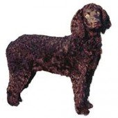 Photo of American Water Spaniel